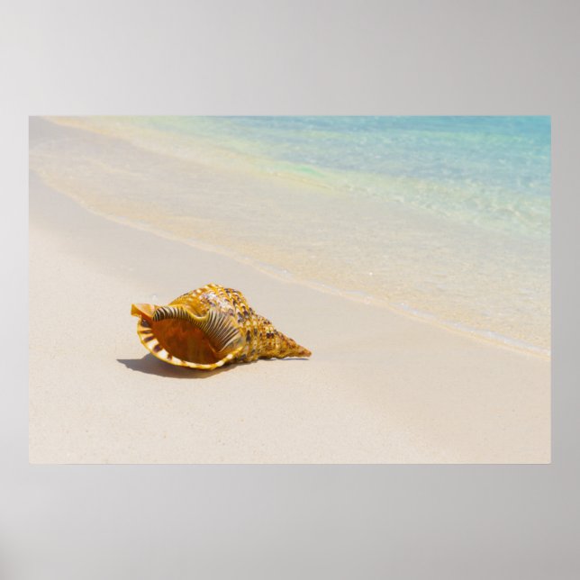 Poster Coquille De Conche Sur La Plage 3 (Devant)