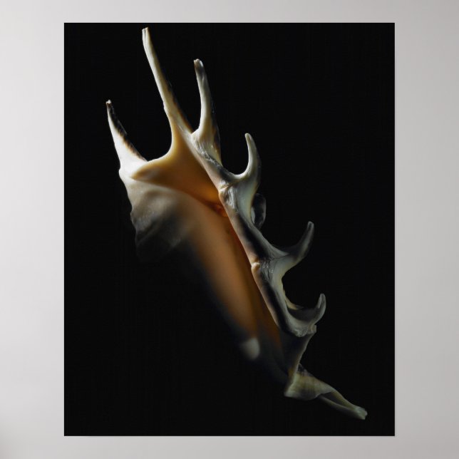 Poster Coquille de cône (Devant)