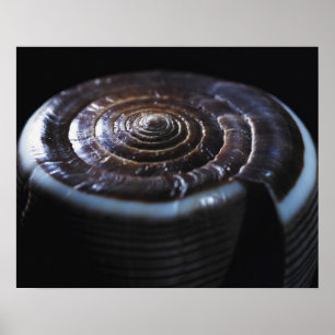 Poster Coquille de cône