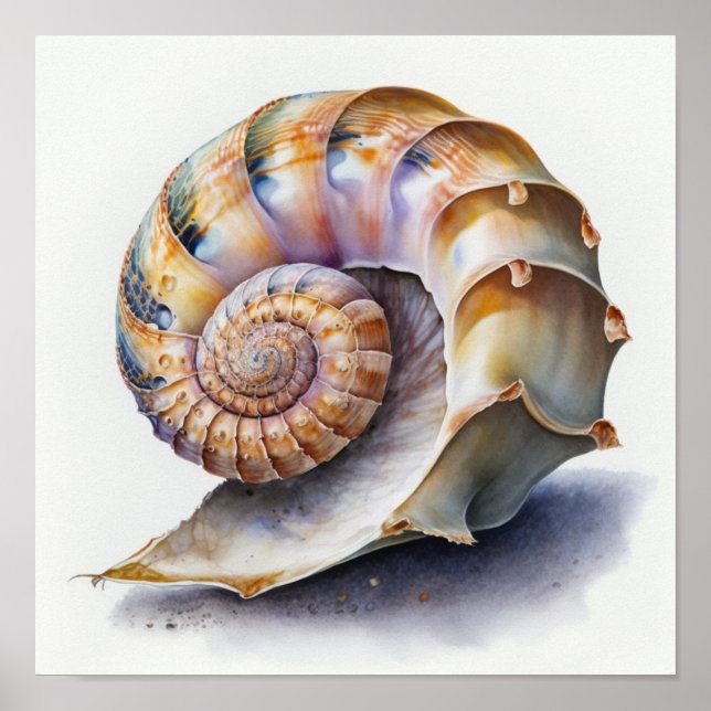 Poster Coquille de conque croisée dans l'aquarelle (Devant)