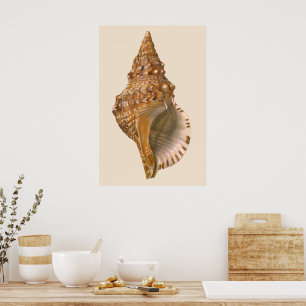 Poster Coquille de coquillages de Triton vintage, animal 
