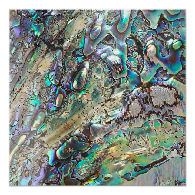 Poster Coquille de la reine paua (Devant)