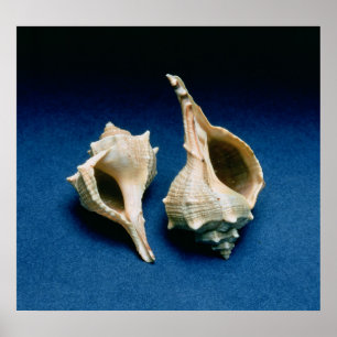 Poster Coquille de Murex