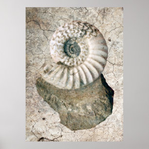 POSTER COQUILLE DE NAUTILUS SPIRALE