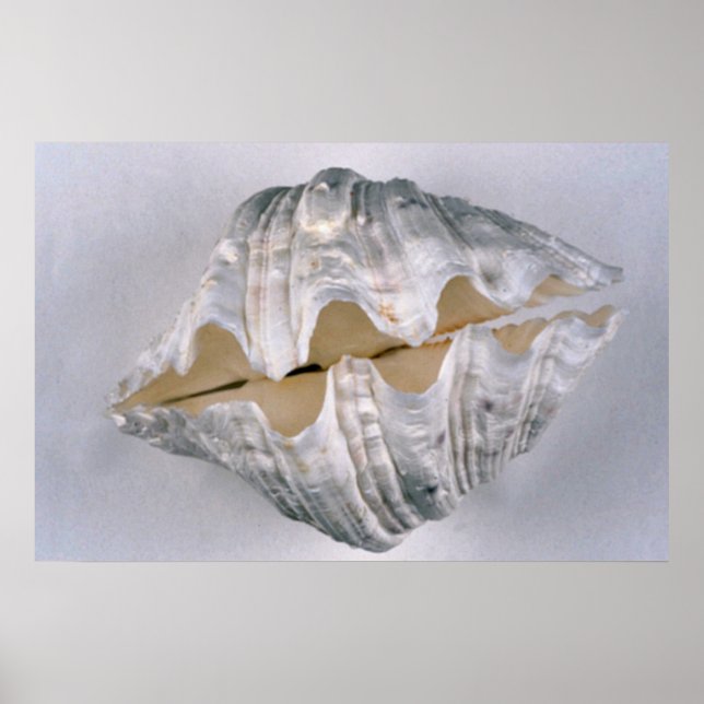 Poster coquille de palourde géante à usage décoratif (Devant)