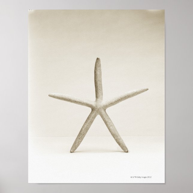 Poster Coquille de poisson (Devant)