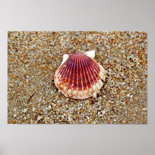 Poster Coquille de saint Jacques