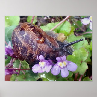 Poster Coquille effrayée