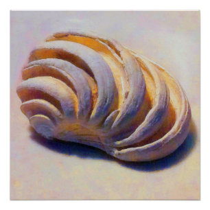 Poster Coquille impériale de Vénus