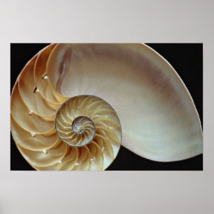 Poster Coquille magnifique de Nautilus