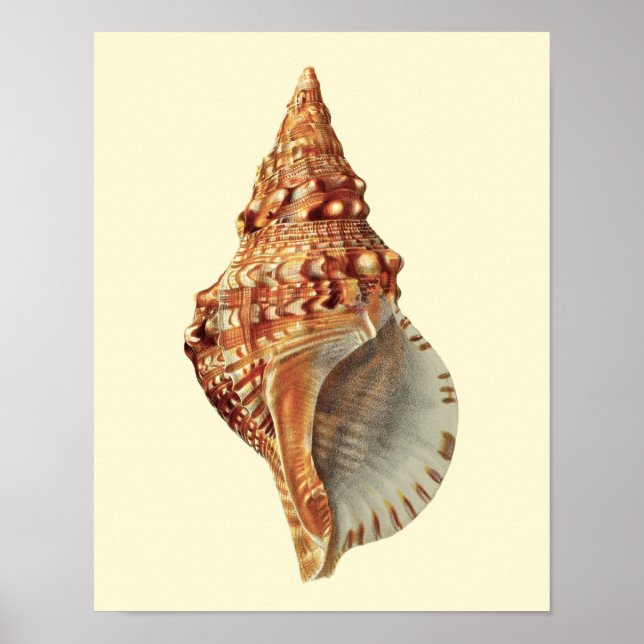 Poster Coquille marine n° 3 Décor côtier (Devant)