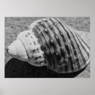 Poster Coquille océanique noir et blanc