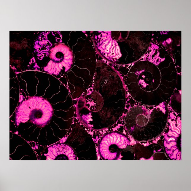 Poster Coquille rose Nautilus, géométrie effrayée (Devant)