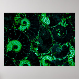 Poster Coquille verte Nautilus, géométrie effrayée