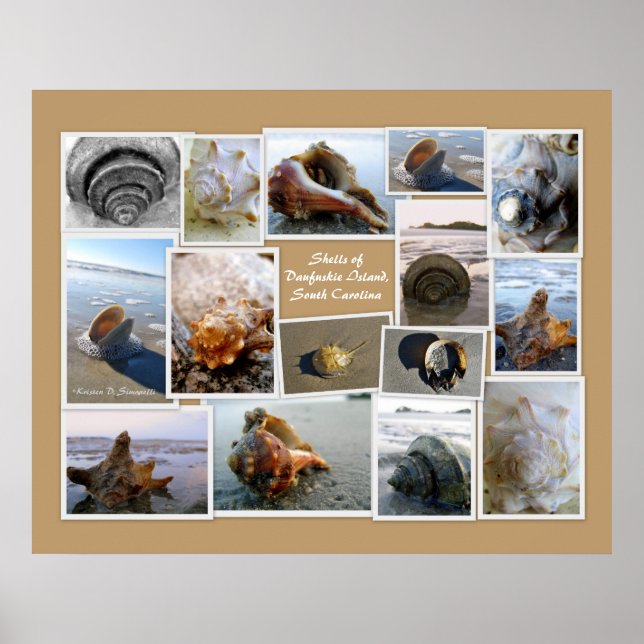 Poster Coquilles de l'île Daufuskie, SC (Devant)