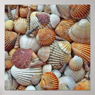 Poster Coquilles de mer