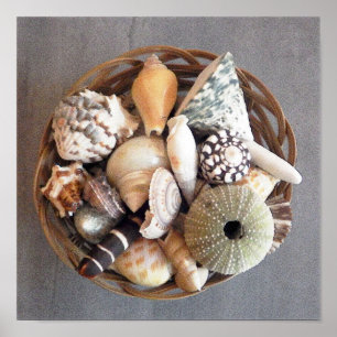 Poster Coquilles marines dans une corbeille