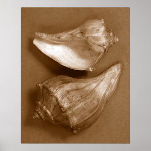 Poster Coquilles sensuelles