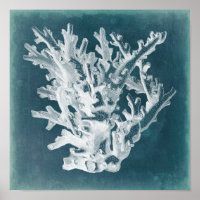 Corail azur I