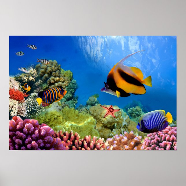 Poster Corail coloré et poissons tropicaux (Devant)