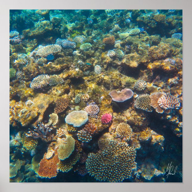 Poster Corail de la Grande Barrière de Corail signé - #4 (Devant)