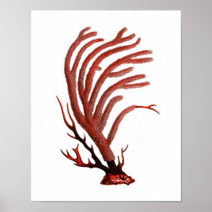 Poster Corail de la mer Rouge chaud no 2 Plage Wall Art I