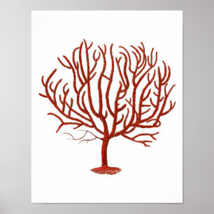 Poster Corail de la mer Rouge chaud no 4 Plage Wall Art I