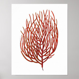 Poster Corail de la mer Rouge chaud no 9 Plage Wall Art I