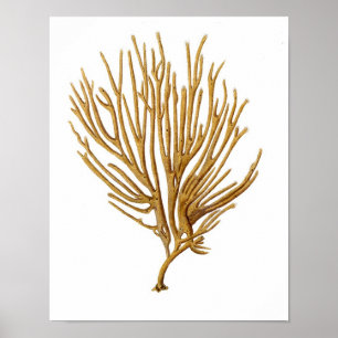 Poster Corail de mer n° 12 Antique Histoire naturelle Imp