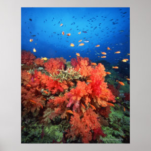 Poster Corail et poissons