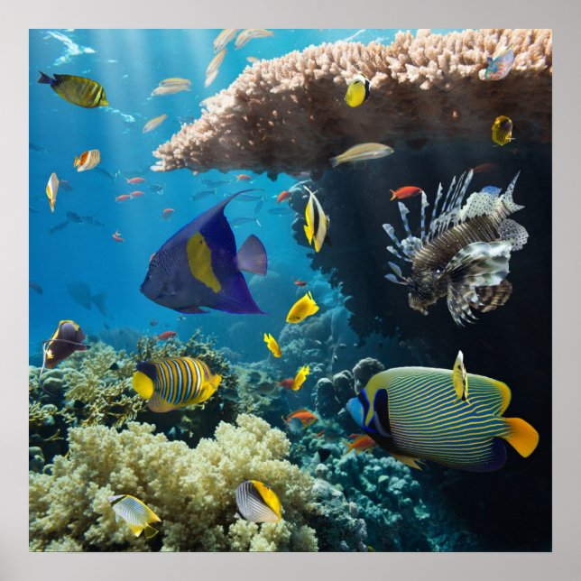 Poster Corail et poissons en Mer Rouge, Egypte (Devant)