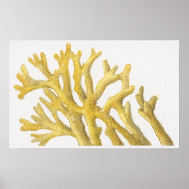 Poster Corail jaune (Devant)