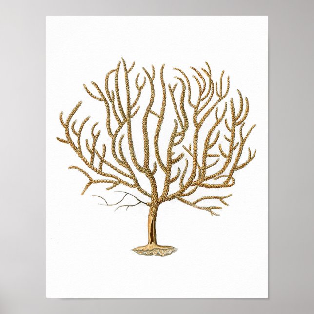 Poster Corail marin n° 4 Antique Histoire naturelle Impri (Devant)
