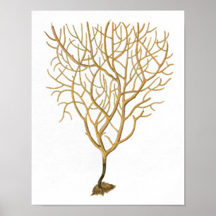 Poster Corail marin n° 6 Antique Histoire naturelle Impri