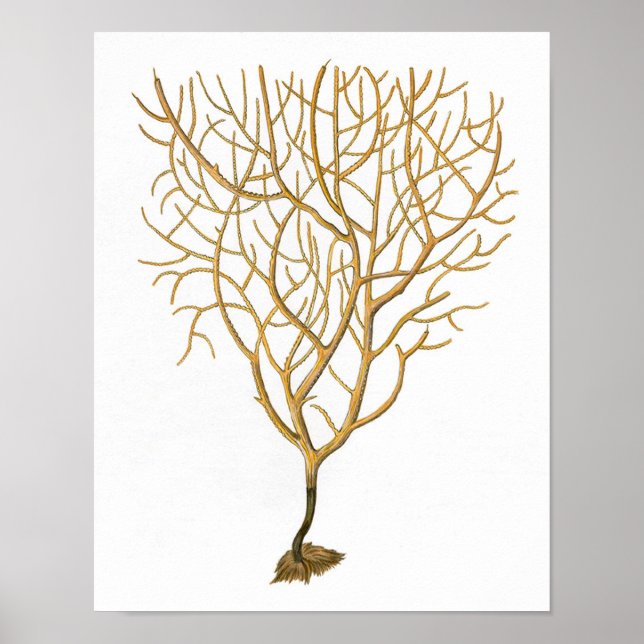 Poster Corail marin n° 6 Antique Histoire naturelle Impri (Devant)