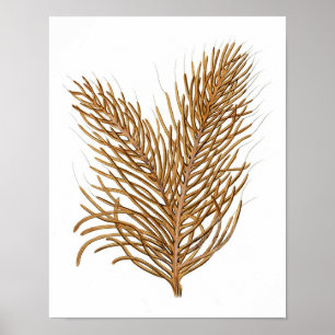 Poster Corail marin n° 8 Antique Histoire naturelle Impri