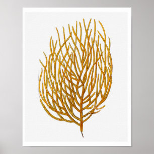 Poster Corail marin n° 9 Antique Histoire naturelle Impri