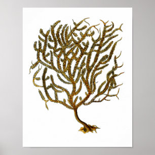 Poster Corail No. de mer copie d'art de décor de 11