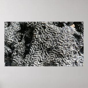 Poster Corail noir et blanc I Abstrait Nature Photo