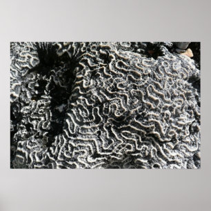 Poster Corail noir et blanc I Photo de nature abstraite