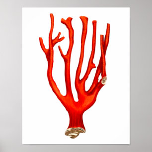 Poster Corail rouge, illustration de la vie marine