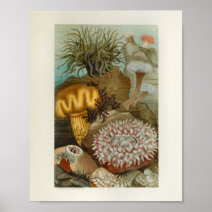Poster Corail Sea Anemone Marine Life Imprimer
