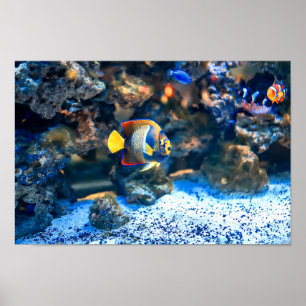Poster Corail tropical vibrant sous-marin de poissons