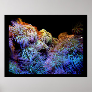 Poster Coral La mer des espèces sauvages sous-marines