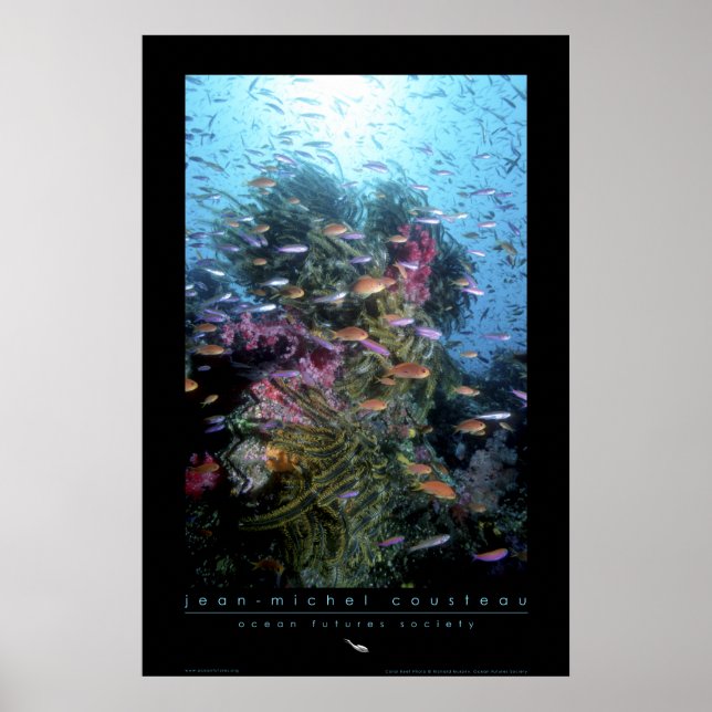 Poster Coral Reef (Devant)