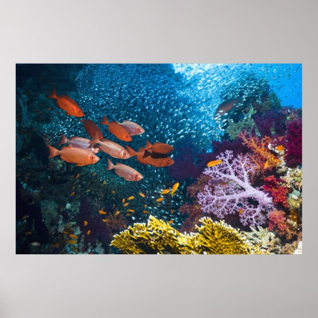 Poster Coral Reef | Bigeye or Goggle-Eye (Devant)