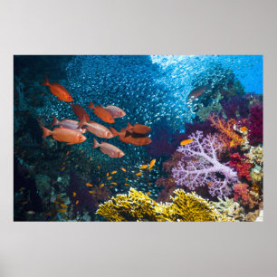 Poster Coral Reef Scenery   Bigeye Or Goggle-Eye