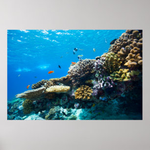 Poster Coral reef underwater