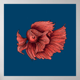 Poster Coral Siamese combat le poisson