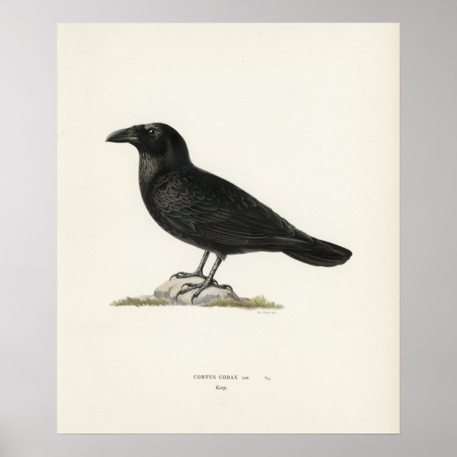 Poster Corbeau (Devant)